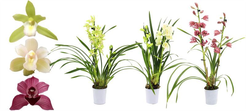 Cymbidium p09 mix 2T, D 9 cm