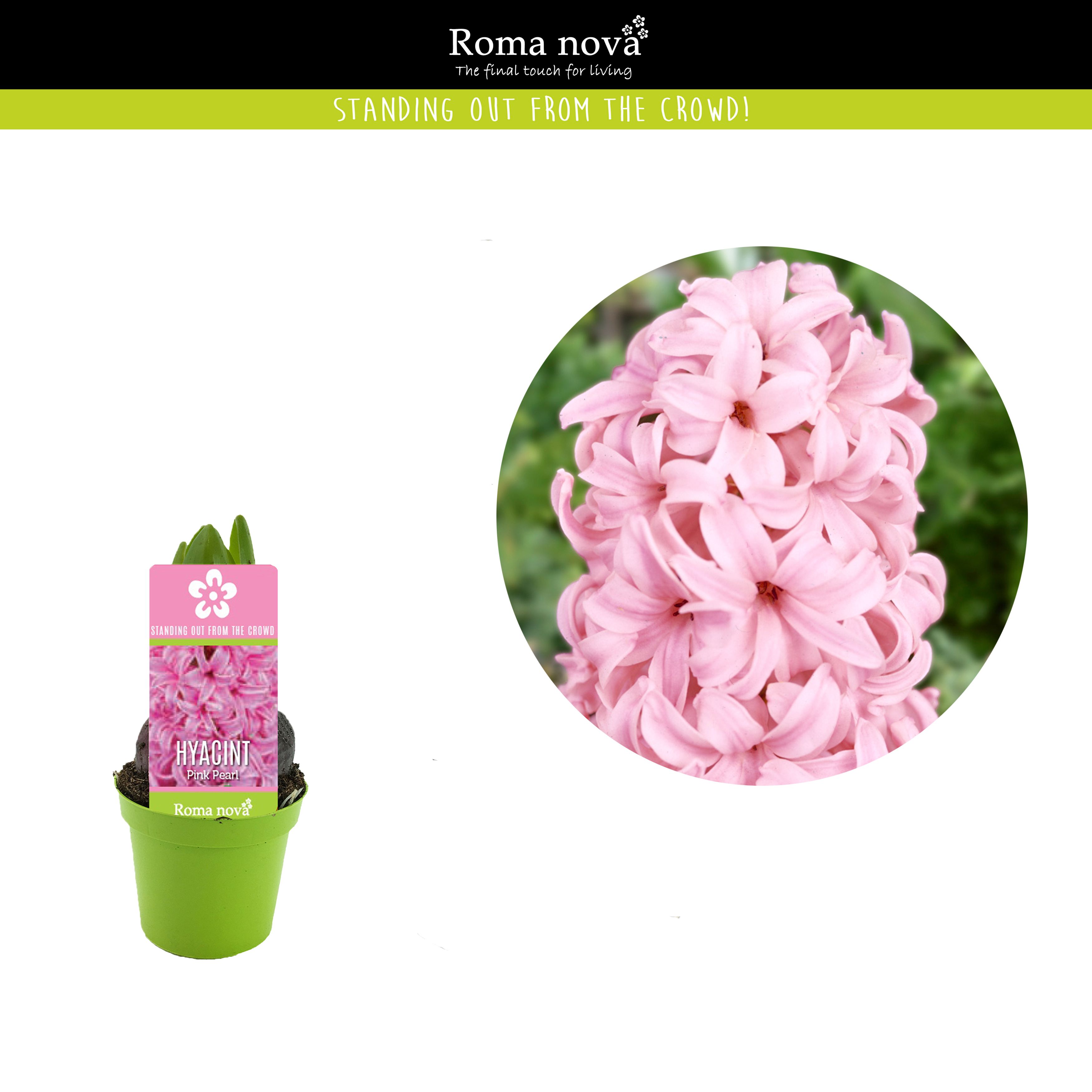 Hyacint Pink Pearl 6cm, D 6