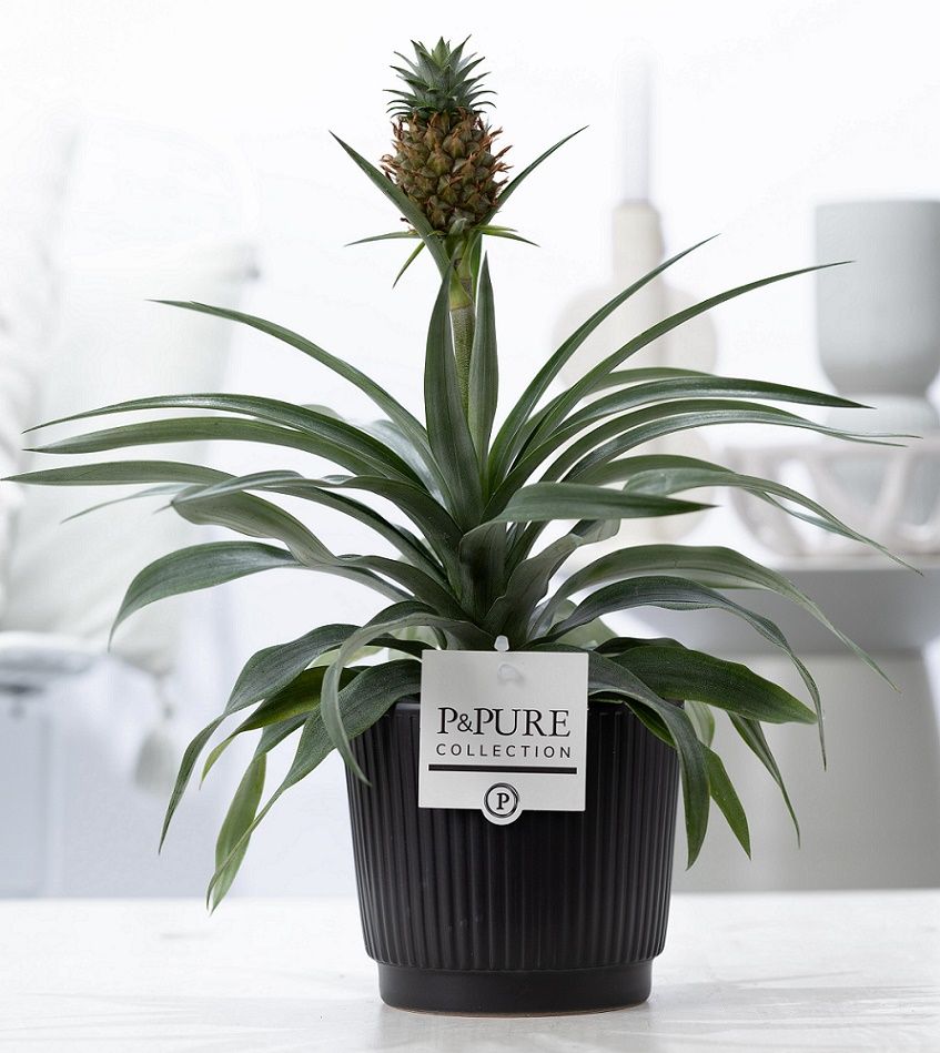 Ananas Rosita in P&PURE Liv ceramics matt black, D 12