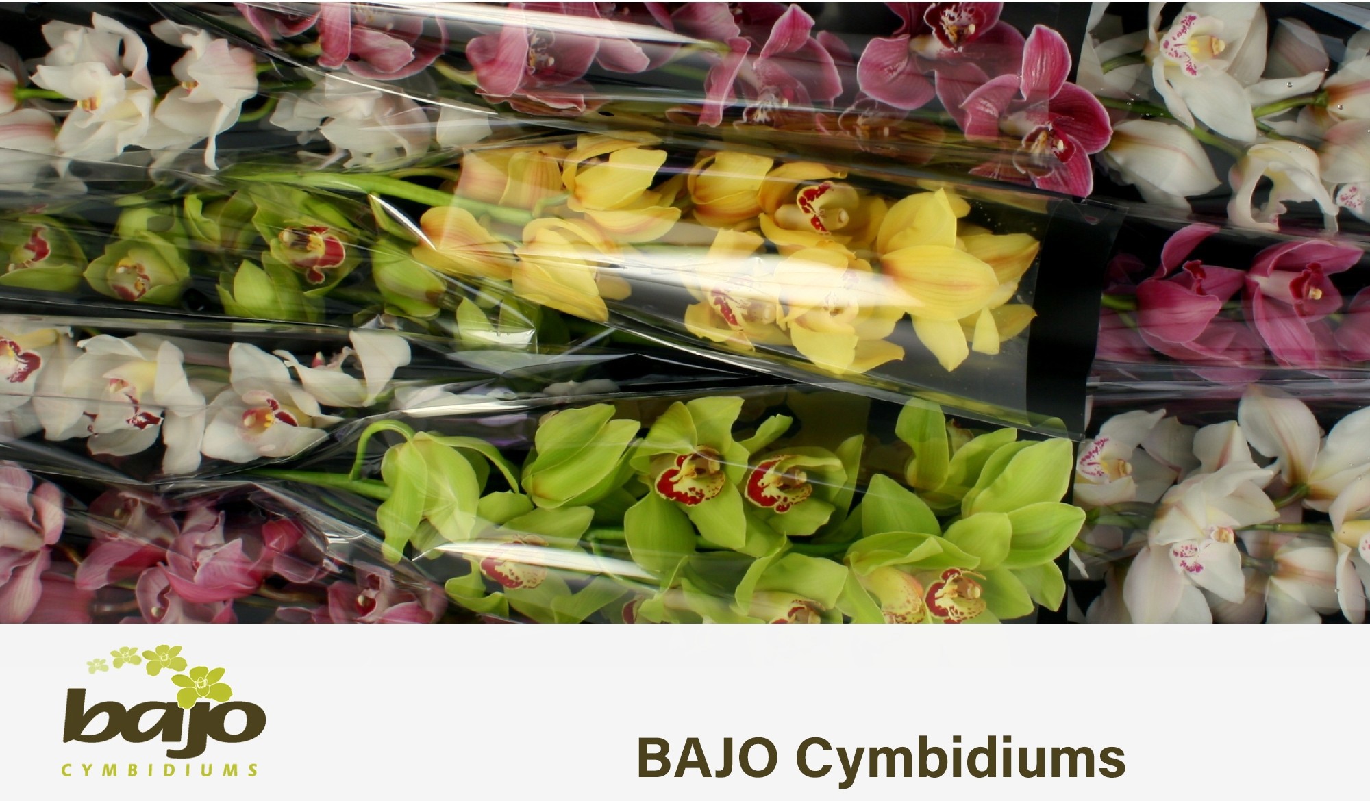 Цимбидиум Микс x9 60, шт.