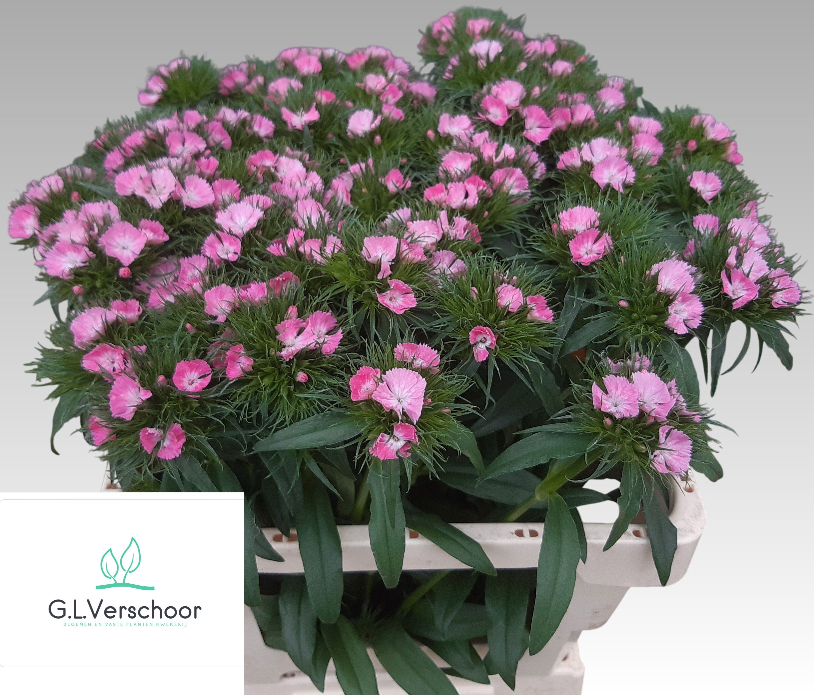 Диантус Барбатус Свит Вилл Пинк 55, шт. Диантус Барбатус Свит Вилл Пинк 55, шт.