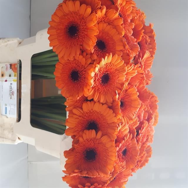 Гермини Карамба, шт. Гермини Карамба, шт.