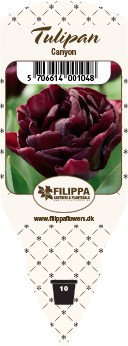 TULIPA FERGANICA 'Canyon', D 10