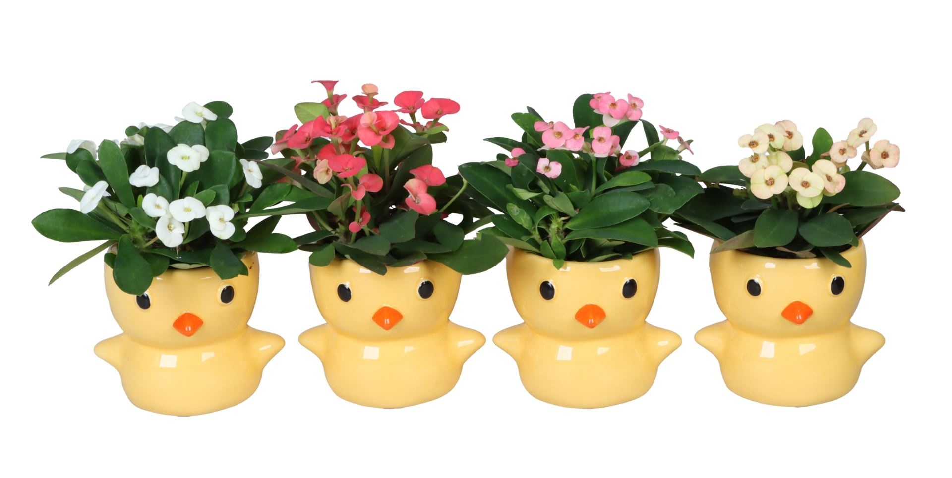 L 67170 With Euphorbia Milii Mix 6 cm, D 6 cm