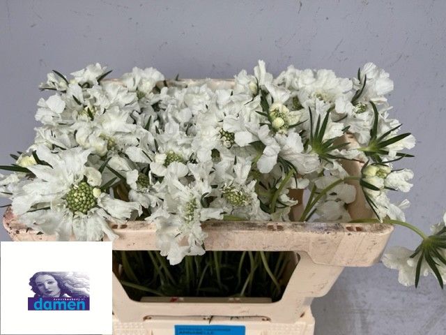 Скабиоза Аннабель 45, шт.