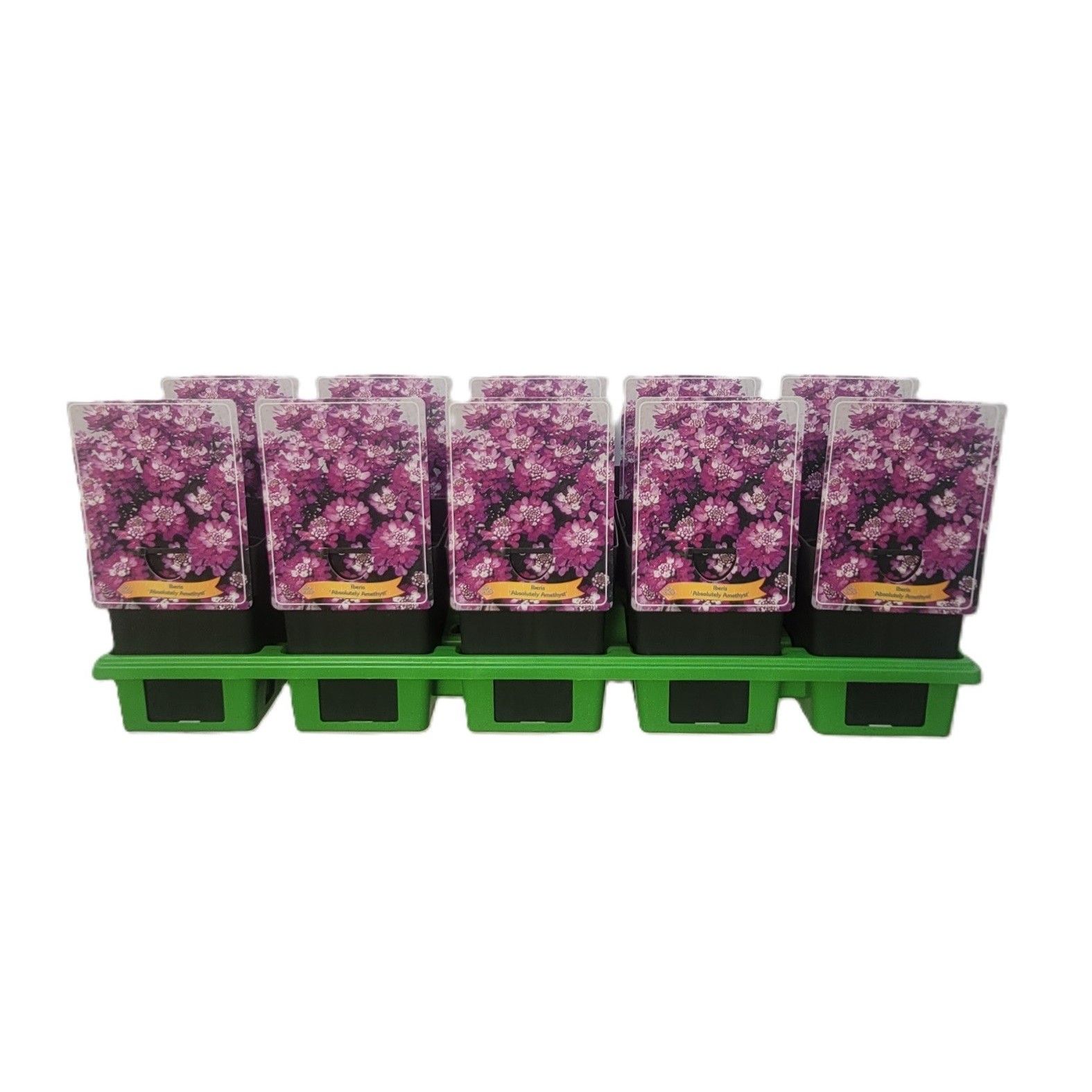 Iberis 'Absolutely Amethyst' P11, D 11