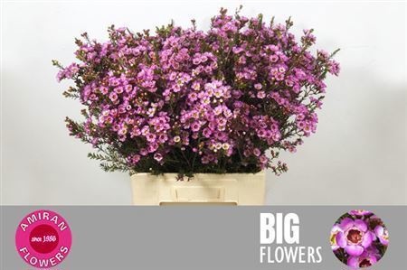 Шамелациум Ади 70 (роз.), шт.