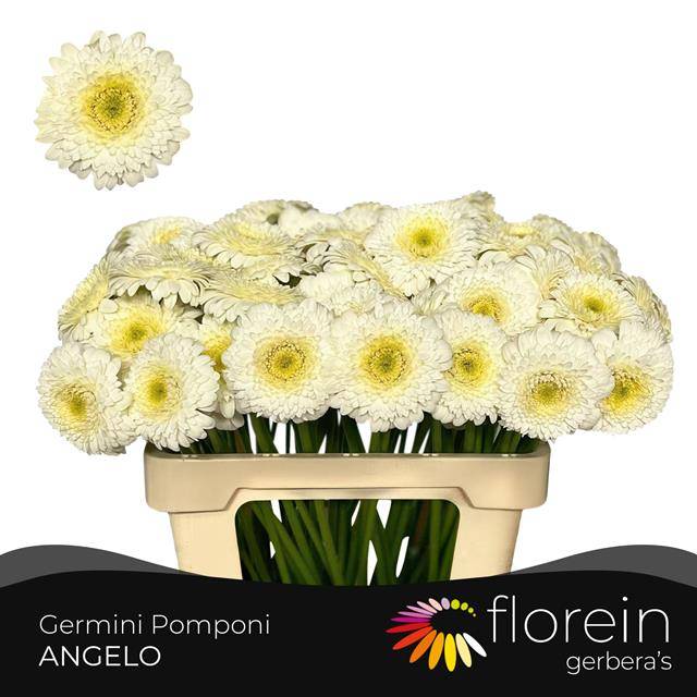 Гермини Помпон Анжело (бел.), шт.