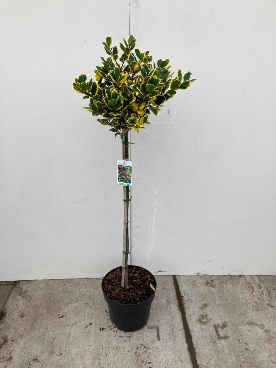 Ilex altacl. 'Golden King', bol, D 28