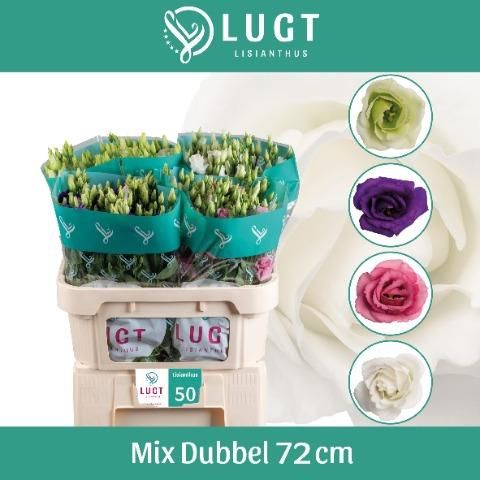 Эустома Грандифлорум Микс в баке 70, шт.