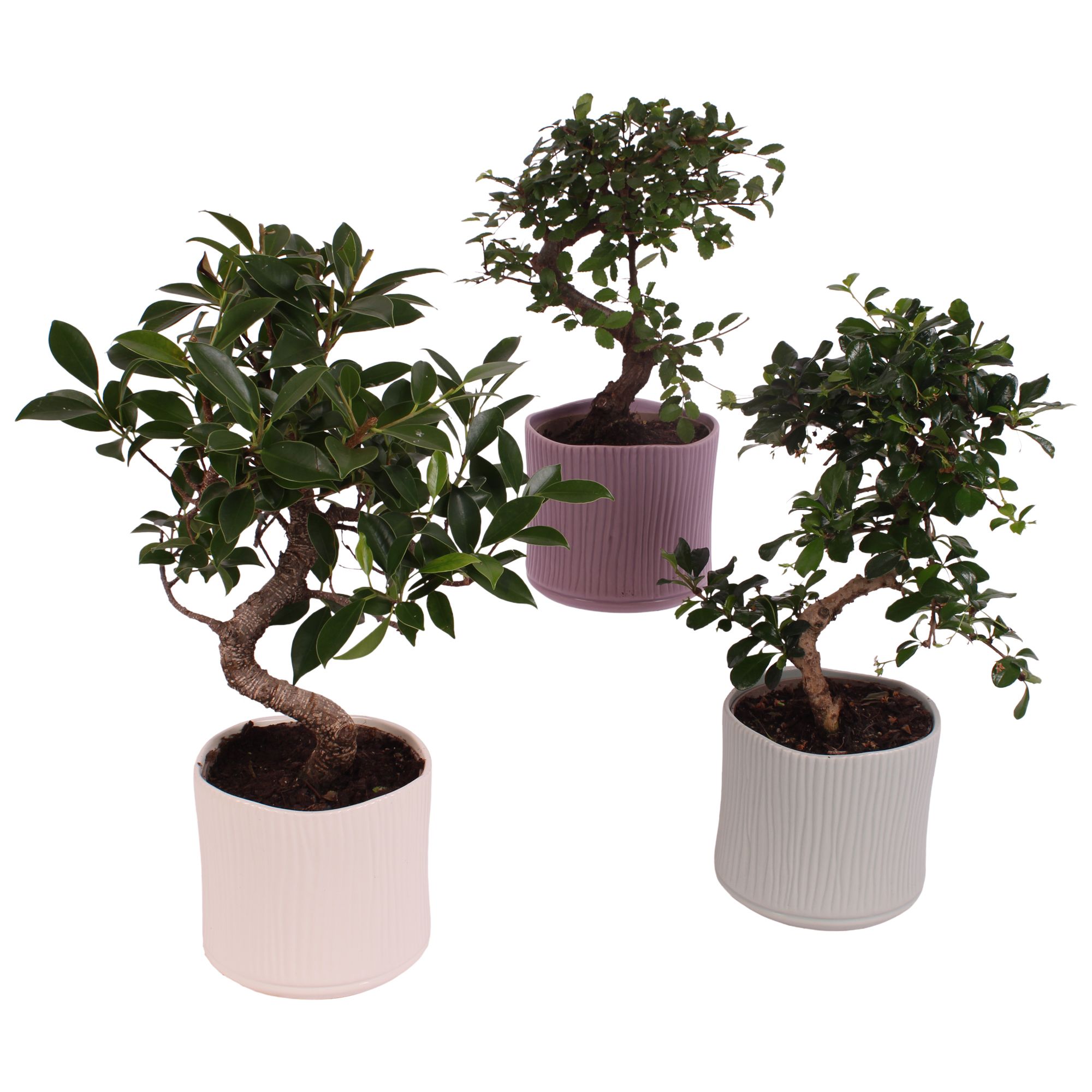 Bonsai Indoor Mix Ø12cm S-Shape in Ø 13cm Ceramic SE570, D 13