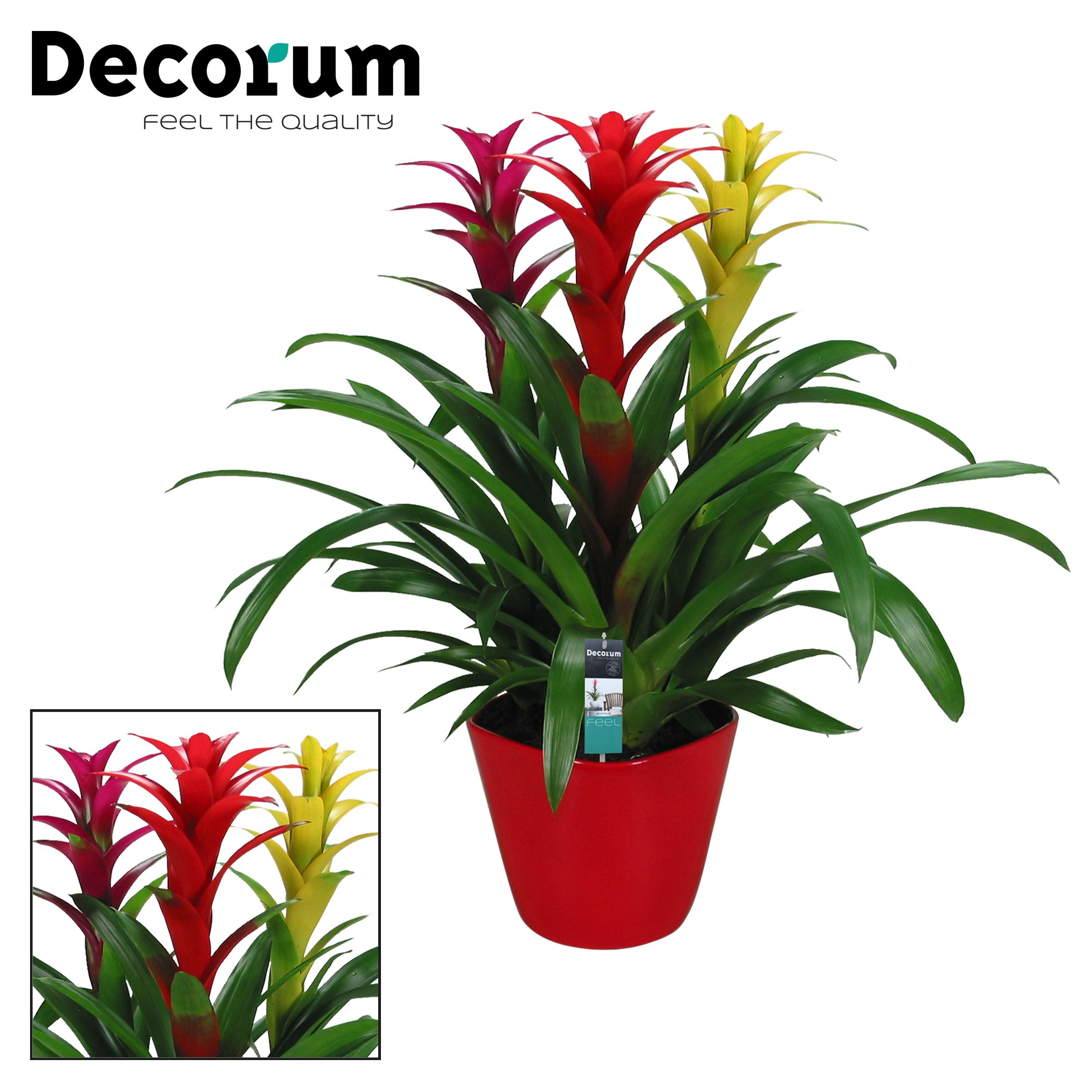 Guzmania Carnaval Forma Rood (Decorum), D 21
