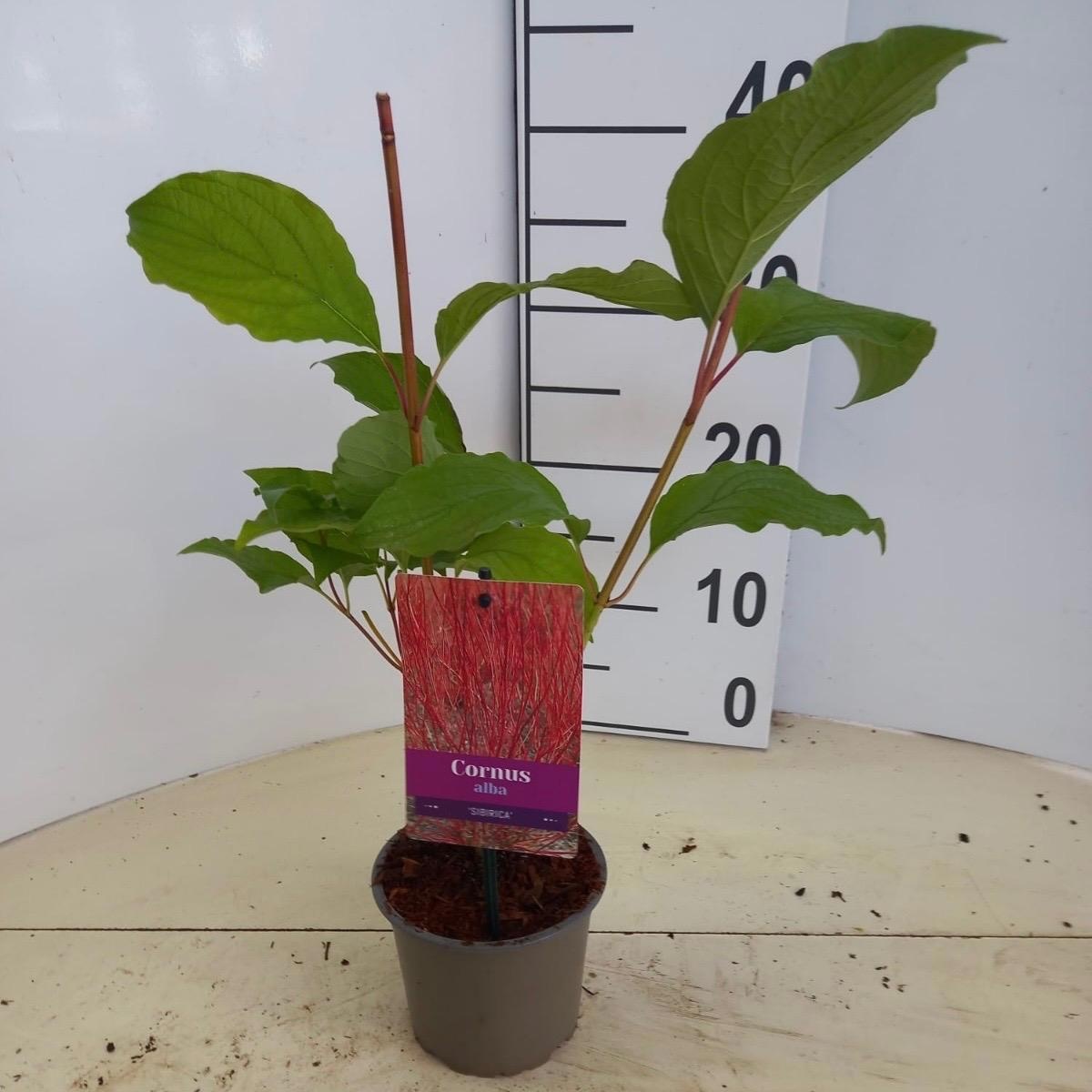 Cornus alba 'Sibirica', D 12 cm