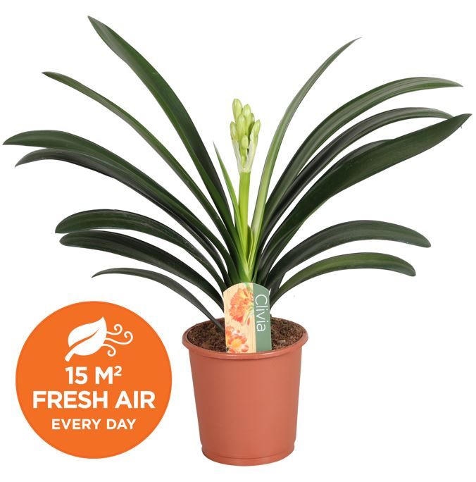 Clivia miniata met etiket, D 13