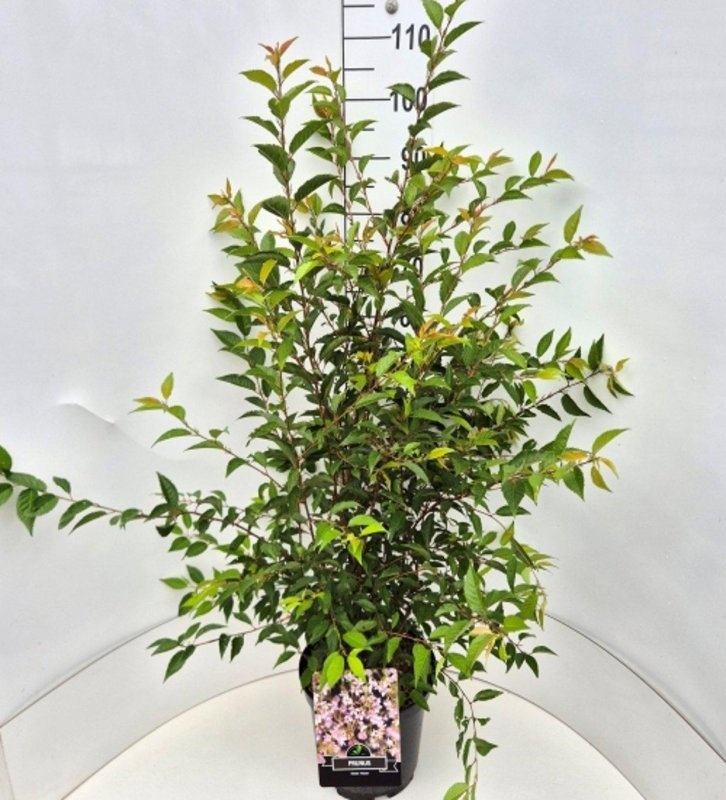 Prunus incisa 'Paean', D 29