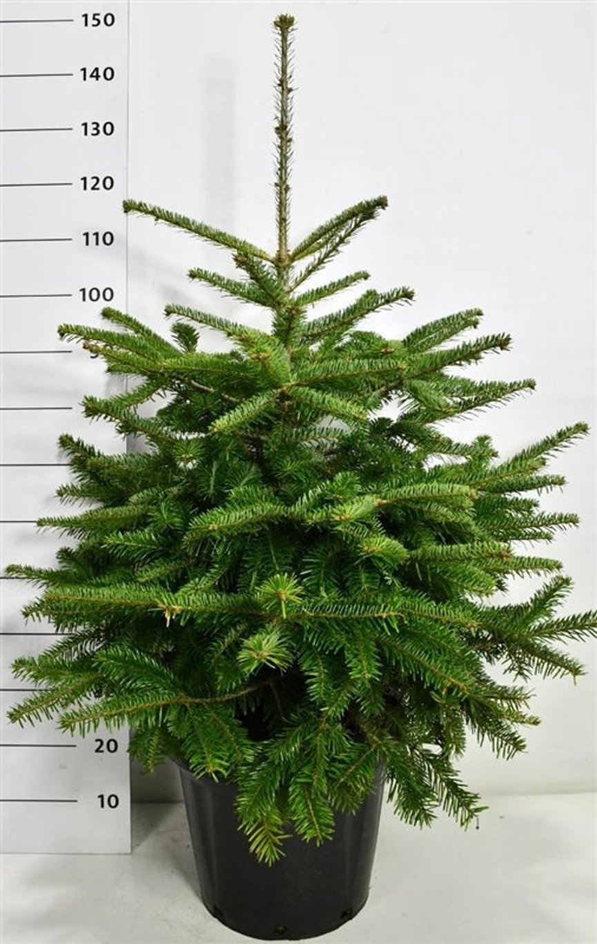 Abies nordmanniana, D 38