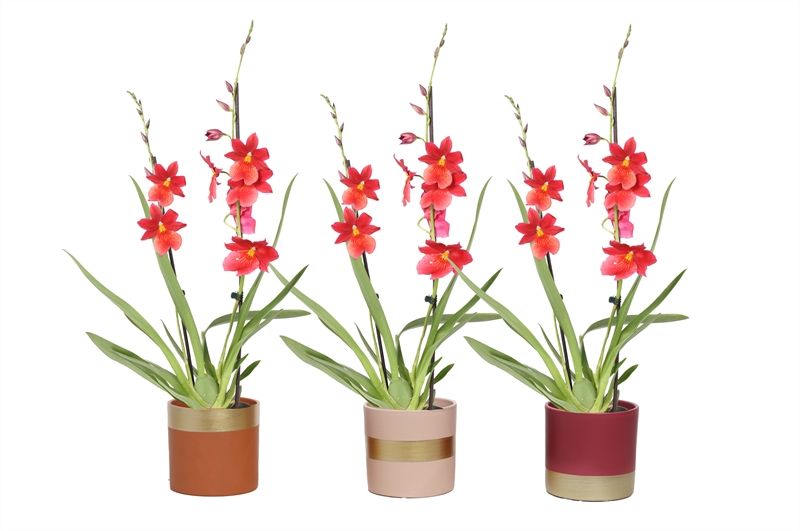 Dolomite p12 Horizon nude mix Cambria Nelly Isler 2T16+, D 12