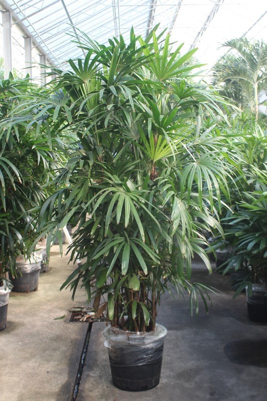 Rhapis excelsa, D 40