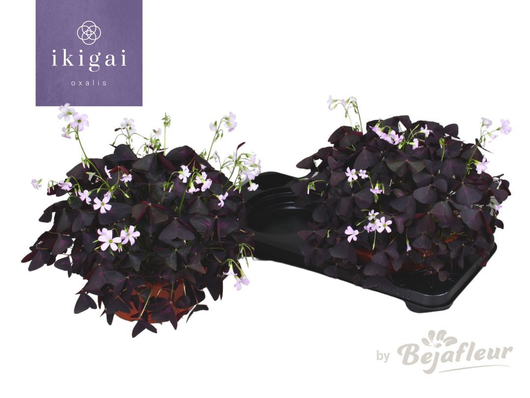 Oxalis 23cm schaal trian, D 23