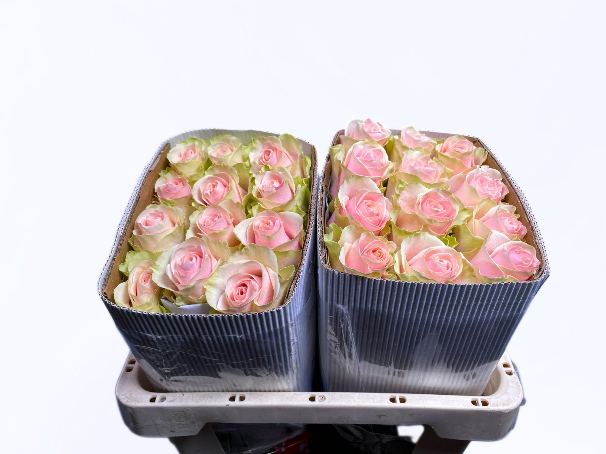 Роза од. Фруттето 50, шт.