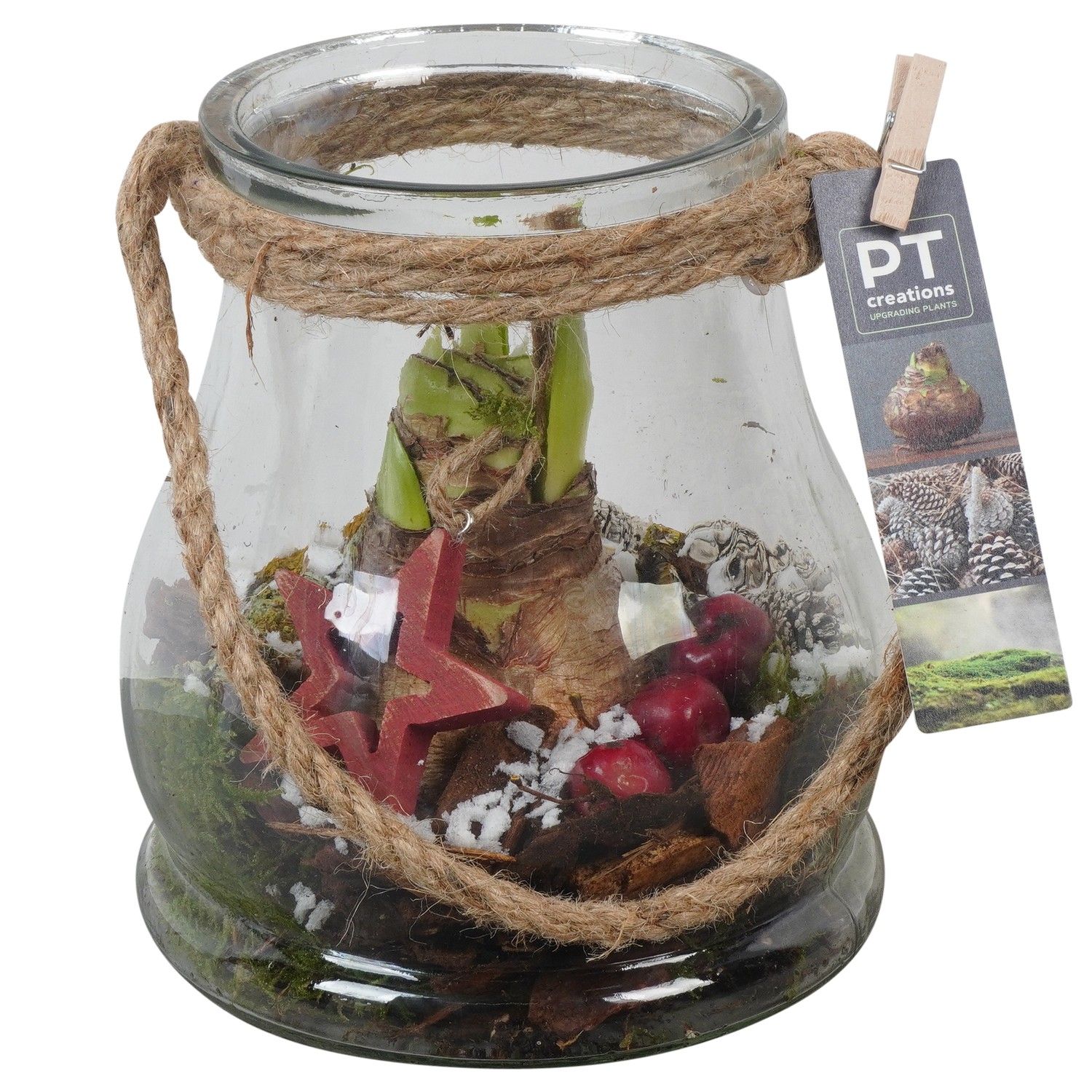 PTACH5930 Arrangement Amaryllis Christmas in glazen vaas, D 16 cm