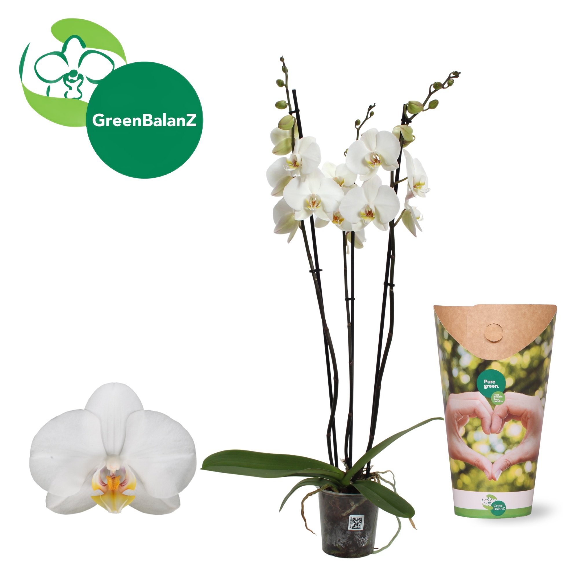 ColorZ - Wit 3 tak 18+/75 in Potcover, D 12