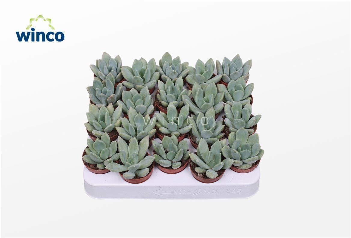 Pachyveria Grey Crown, D 5,5