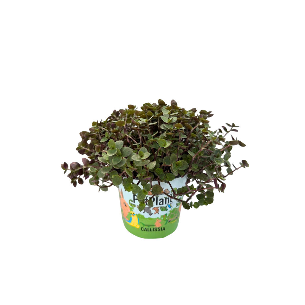 Calissia repens in Cartoon potcover, D 12