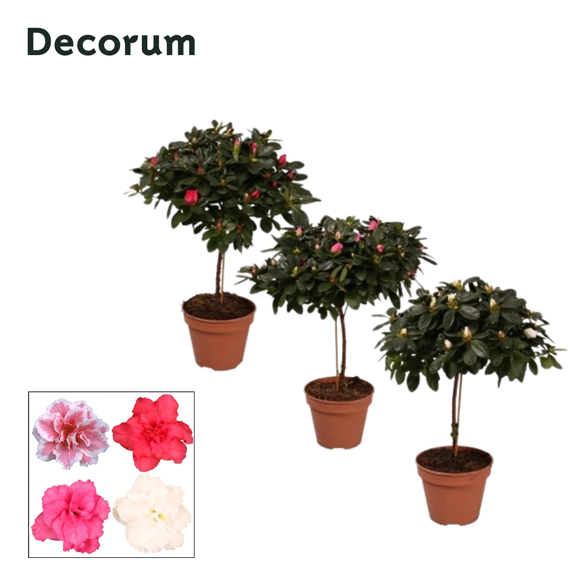 Azalea stam 'gemengd' 20 - 22 cm Decorum, D 13 cm