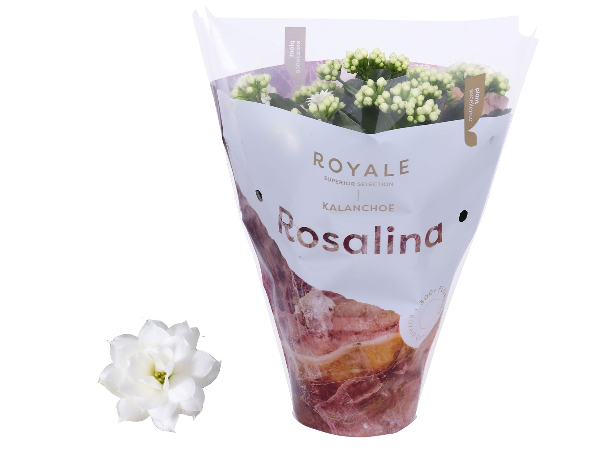 Kalanchoe Rosalina 12cm Royale Dione wit, D 12 cm Kalanchoe Rosalina 12cm Royale Dione wit, D 12 cm