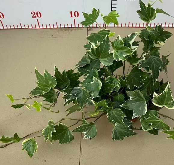 Хедера 90 Вариегатный Айви 9 20