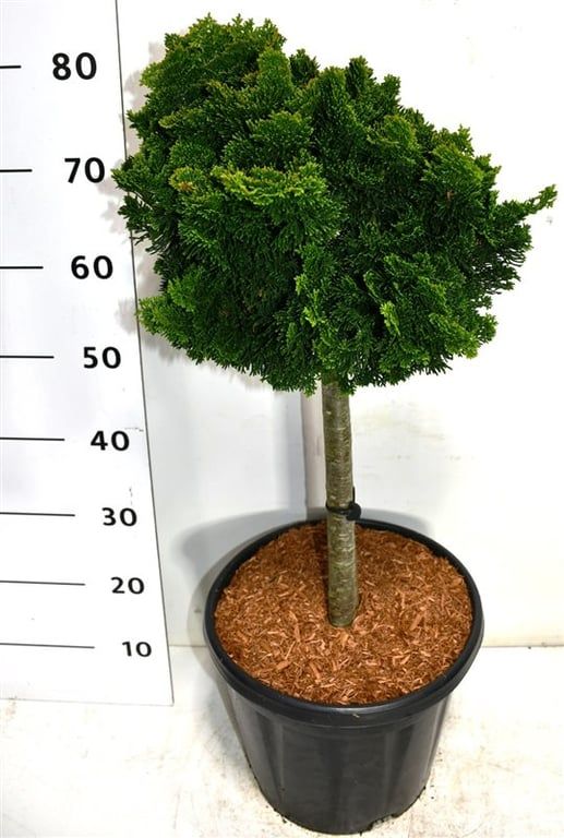 Chamaecyparis o. 'Nana Gracilis', D 32