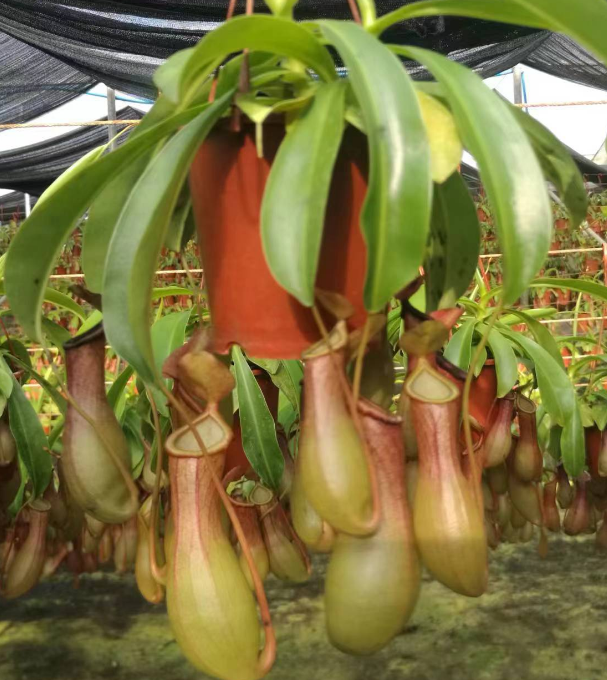 Непентес мирабилис Непентес 10.5 10,5 35