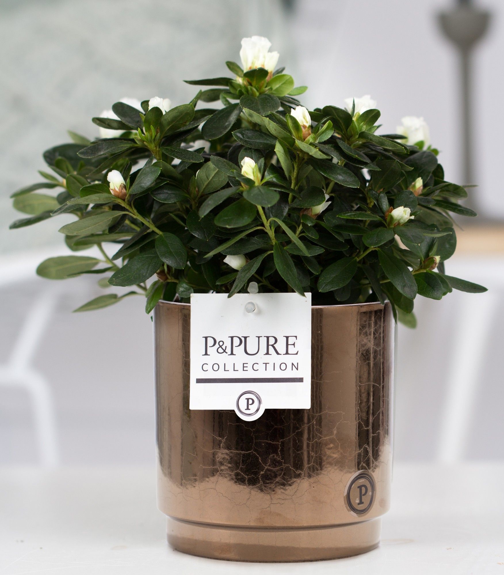 Azalea P&PURE Collection Juliette Goldbronze keramiek wit, D 12