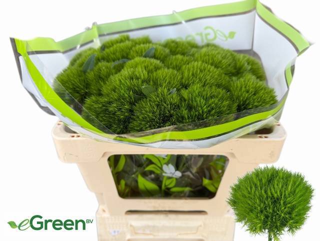 Диантус Барбатус Грин Вики 50, шт.