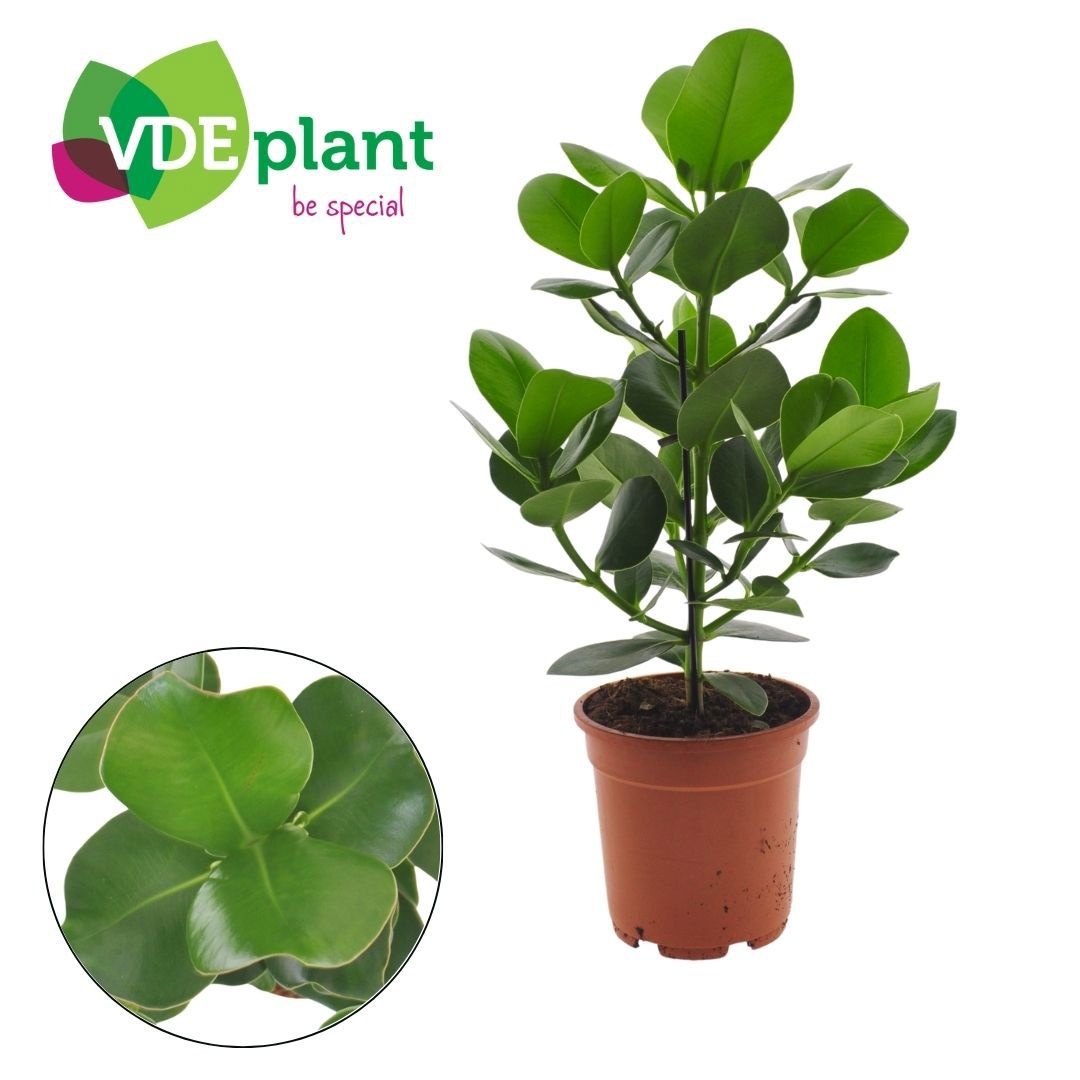 Clusia princess 17cm, D 17