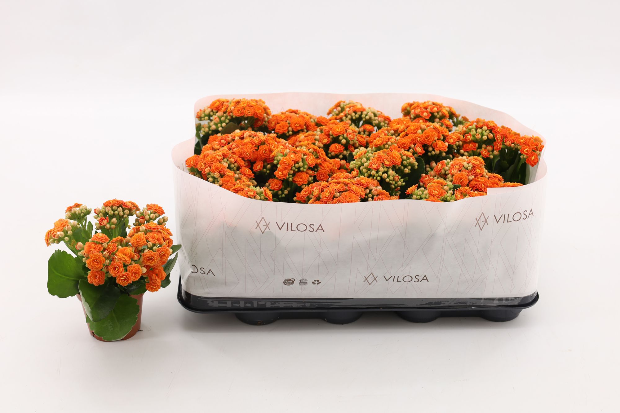 Kalanchoe Double Orange, in kraag, D 8