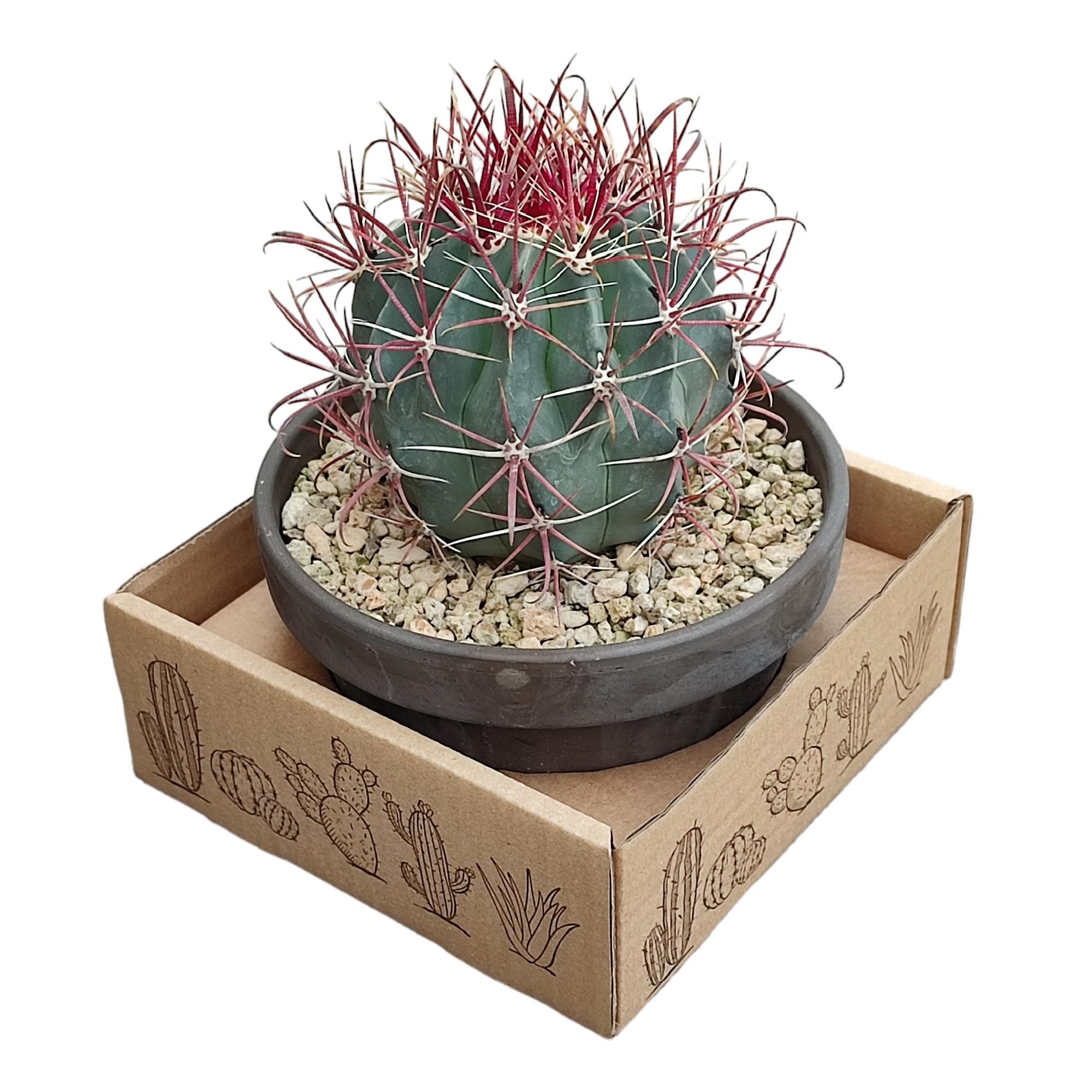 FEROCACTUS GRACILIS - TERRACOTTA BOWL Ø 15 - CARDBOARD BOX 15X15 CM (CACTUS), D 15