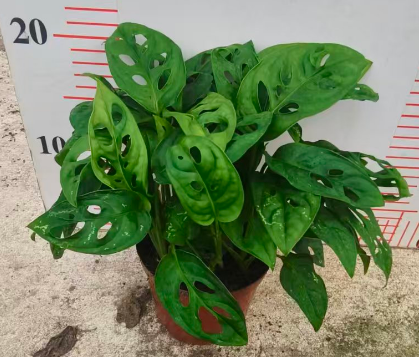 Монстера деликиоса 110 Холес Таро 11 20