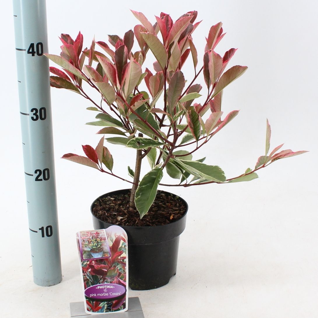 Photinia fraseri Pink Marble ('Cassini'PBR), D 17 cm