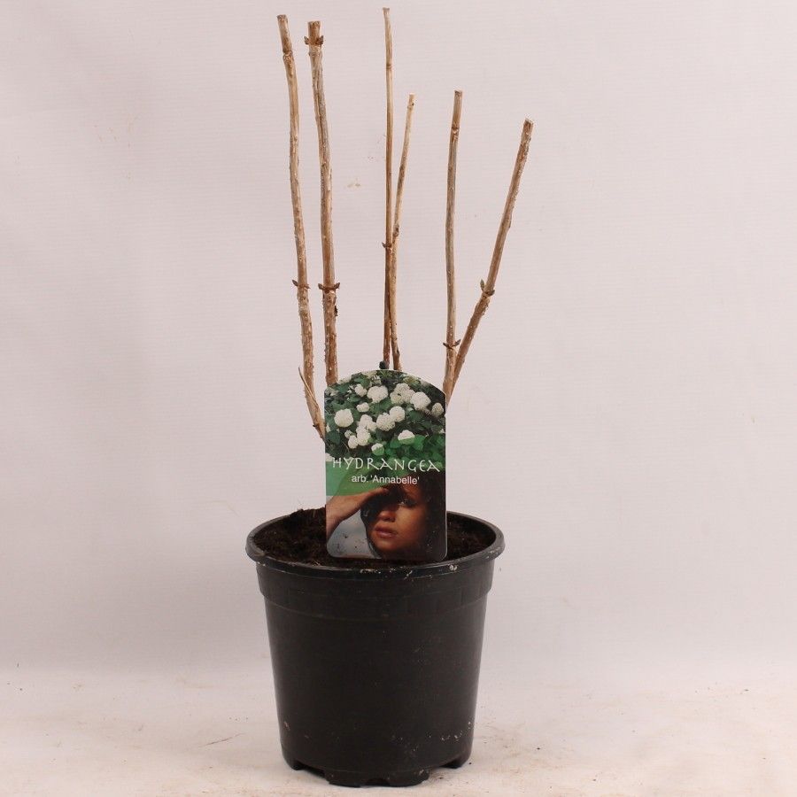 Hydrangea arb. Annabelle, D 17