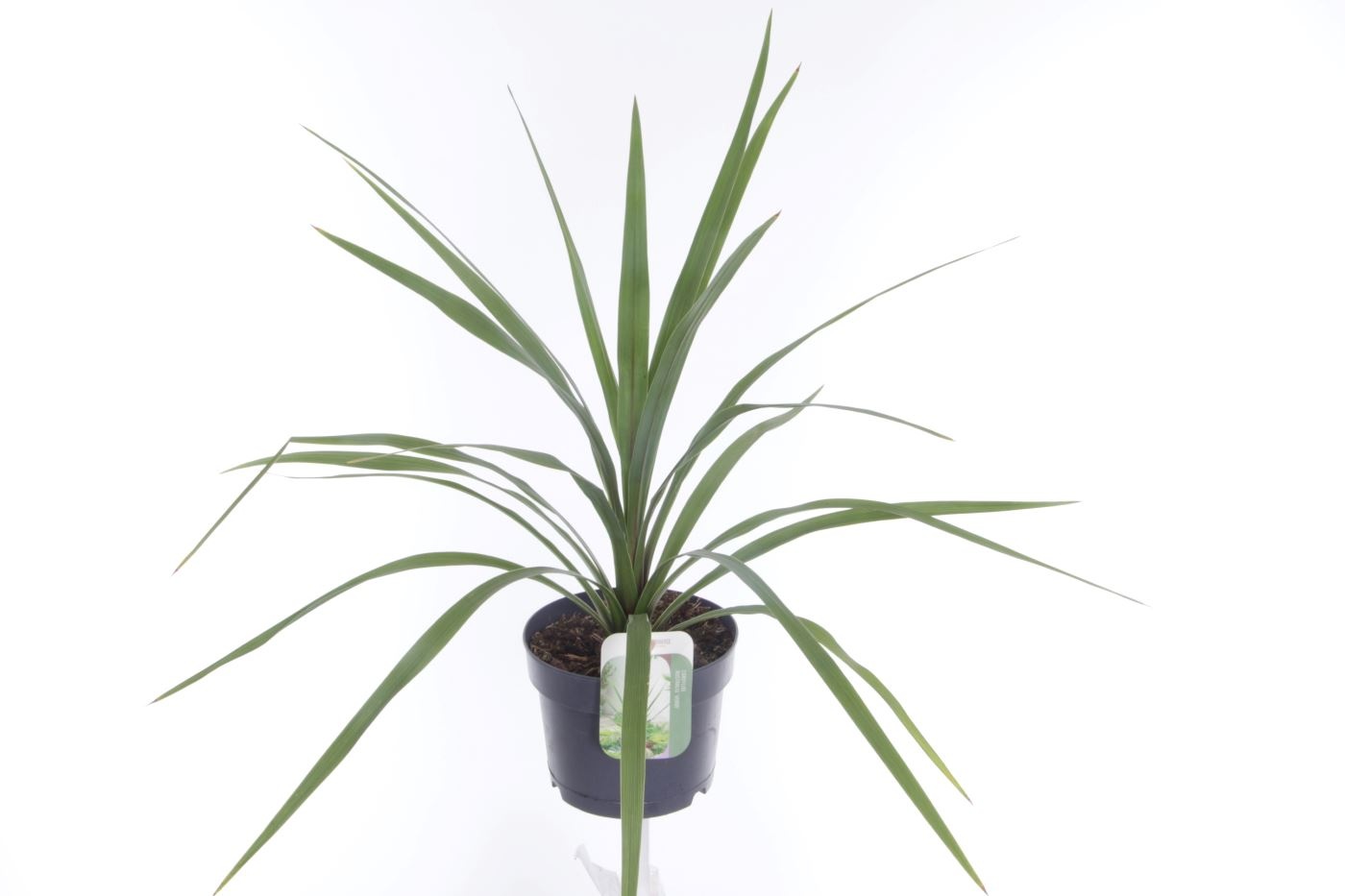 Cordyline australis Peko, D 17 cm