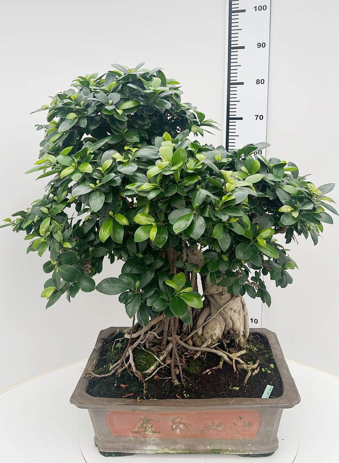 Ficus retusa, pot 46cm. Height 85cm.( single item), D 46