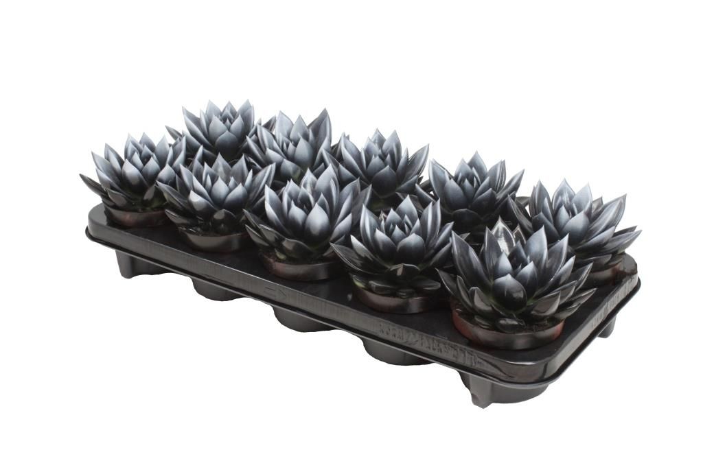 Miranda bicoloured black/white, D 10,5