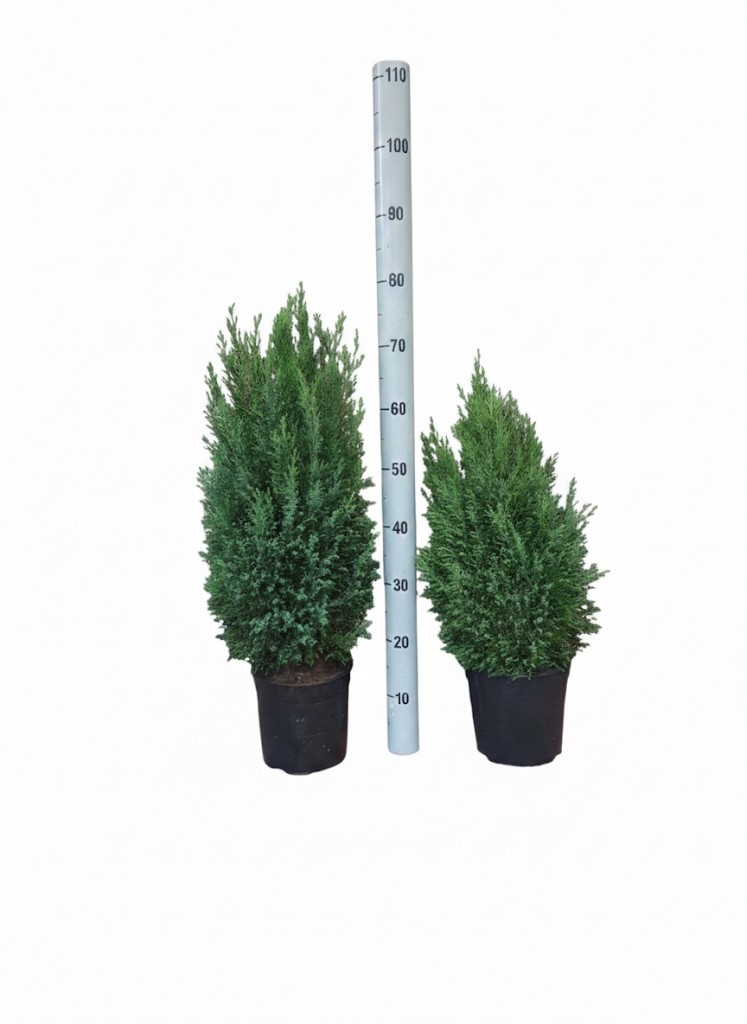 FM : P21 Chamaecyparis ELLWOODII, D 21