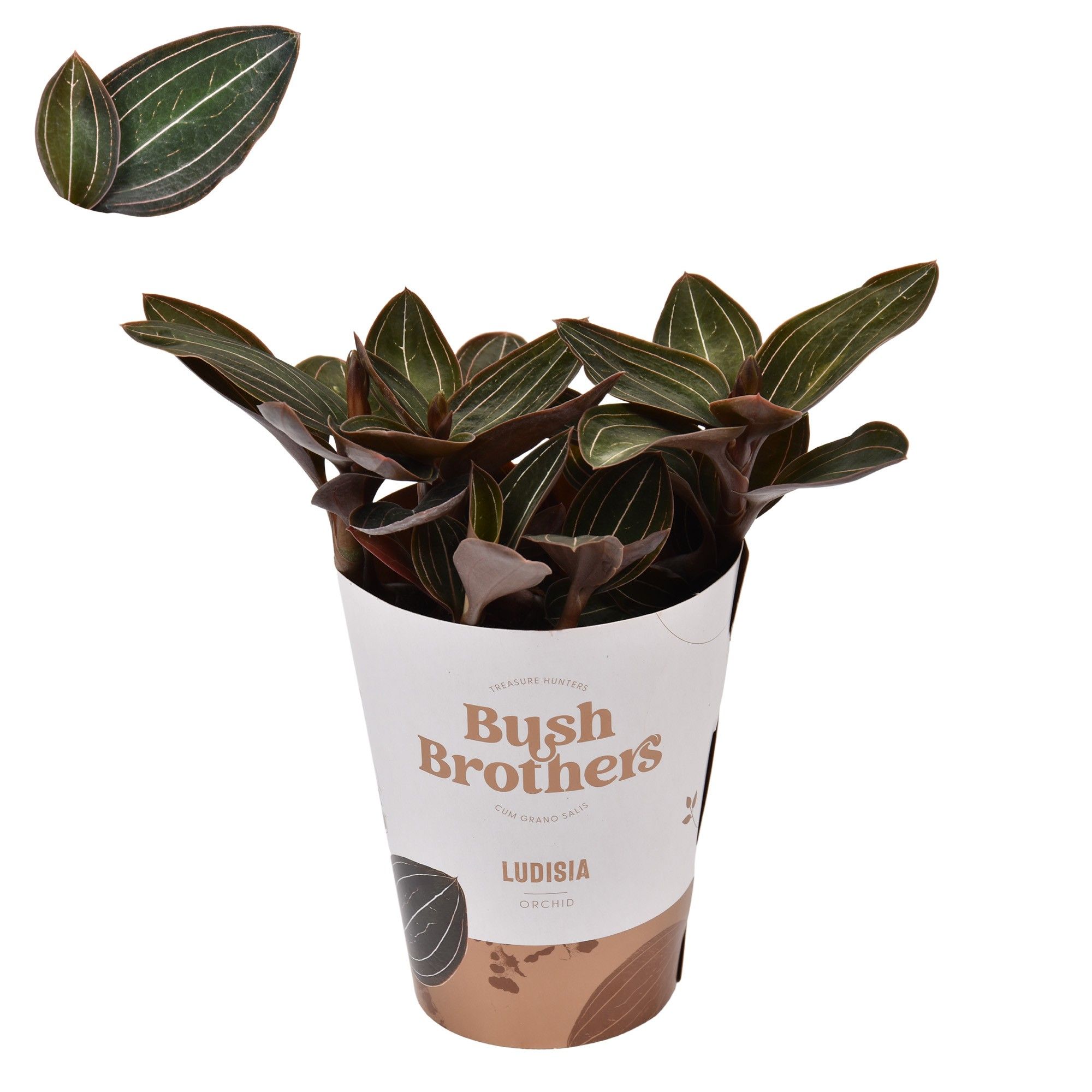 Ludisia 9 cm, D 9
