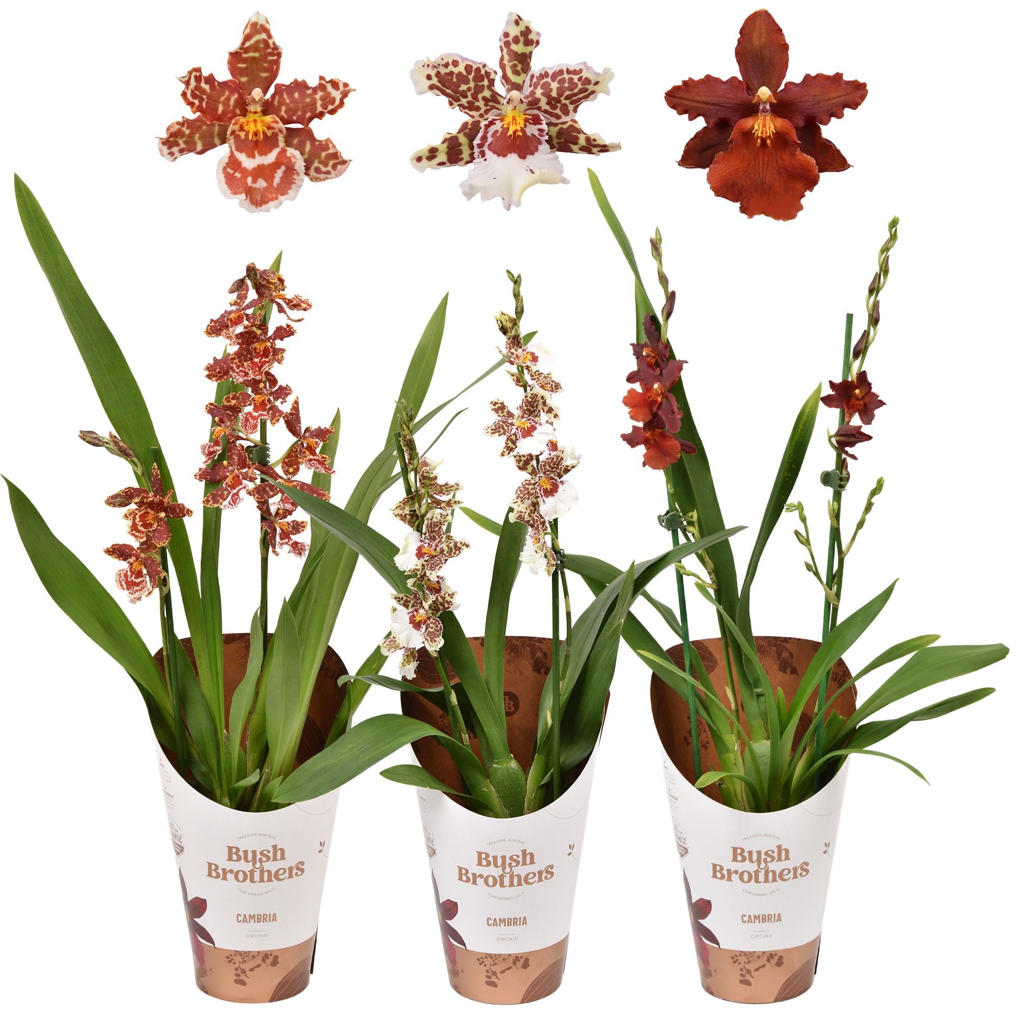 Cambria 2 tak 12 cm, D 12 cm