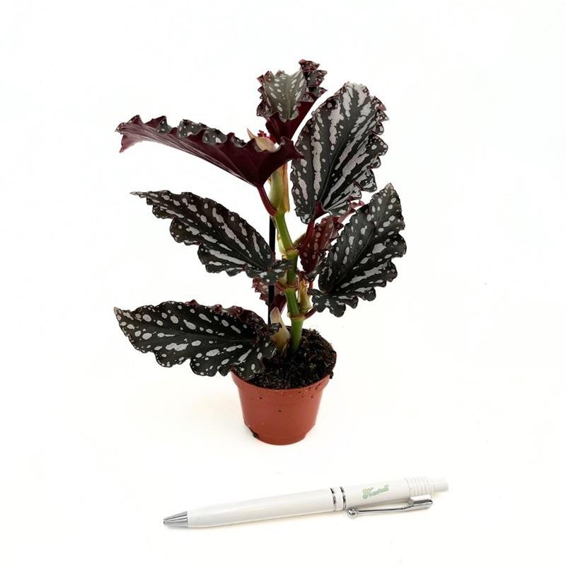 BEGONIA MACULATA 'Wings Ruby', D 6 cm