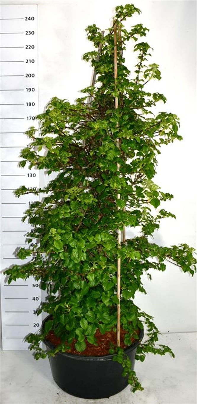 Hydrangea petiolaris, D 54