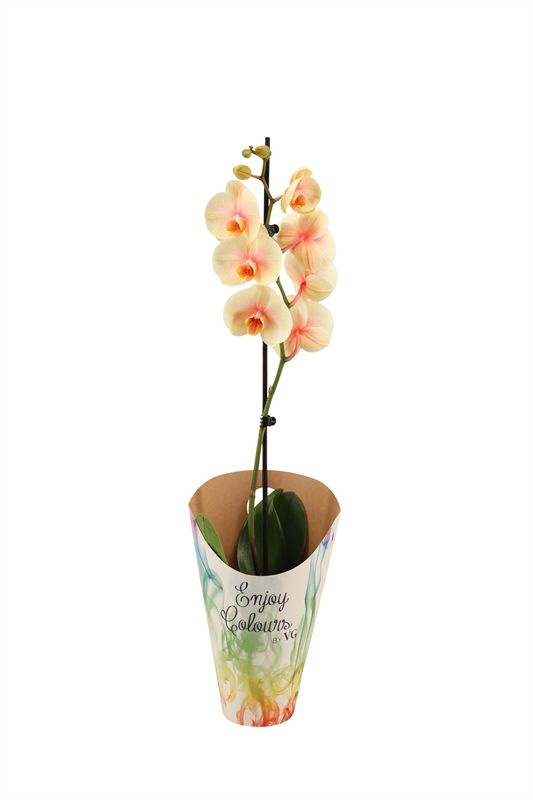Potcover p12 enjoy Phal I am Sunshine 1T09+, D 12